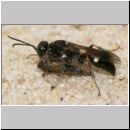 Alysson spinosus - Grabwespe w03b 8mm mit Zikade - Teverener Heide.jpg